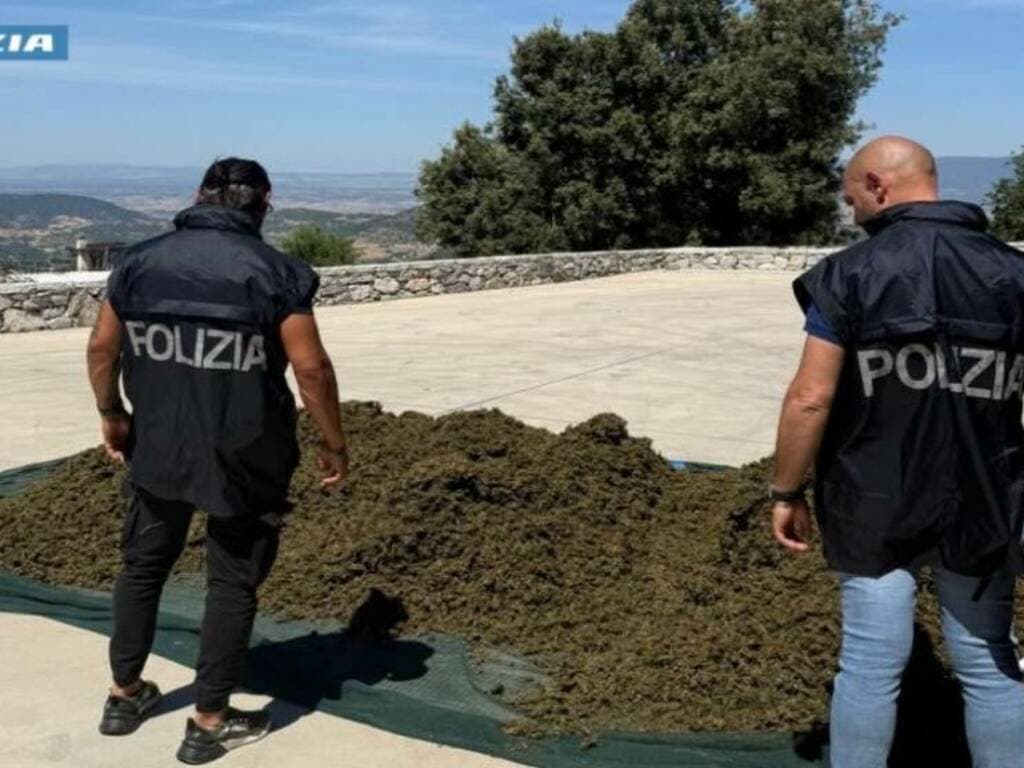 Sequestrati quasi 700 chili di cannabis e due piantagioni: arrestato un trentunenne