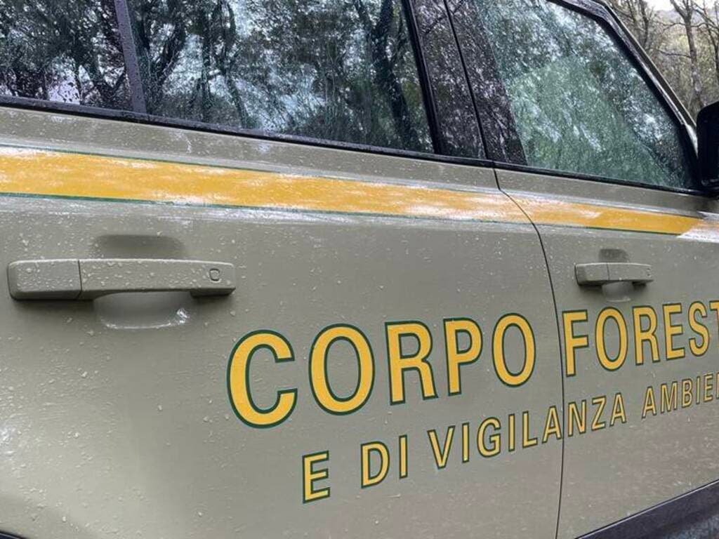 Organici e mezzi da rinnovare nel Corpo forestale, la Regione: “Rafforzamento prioritario”