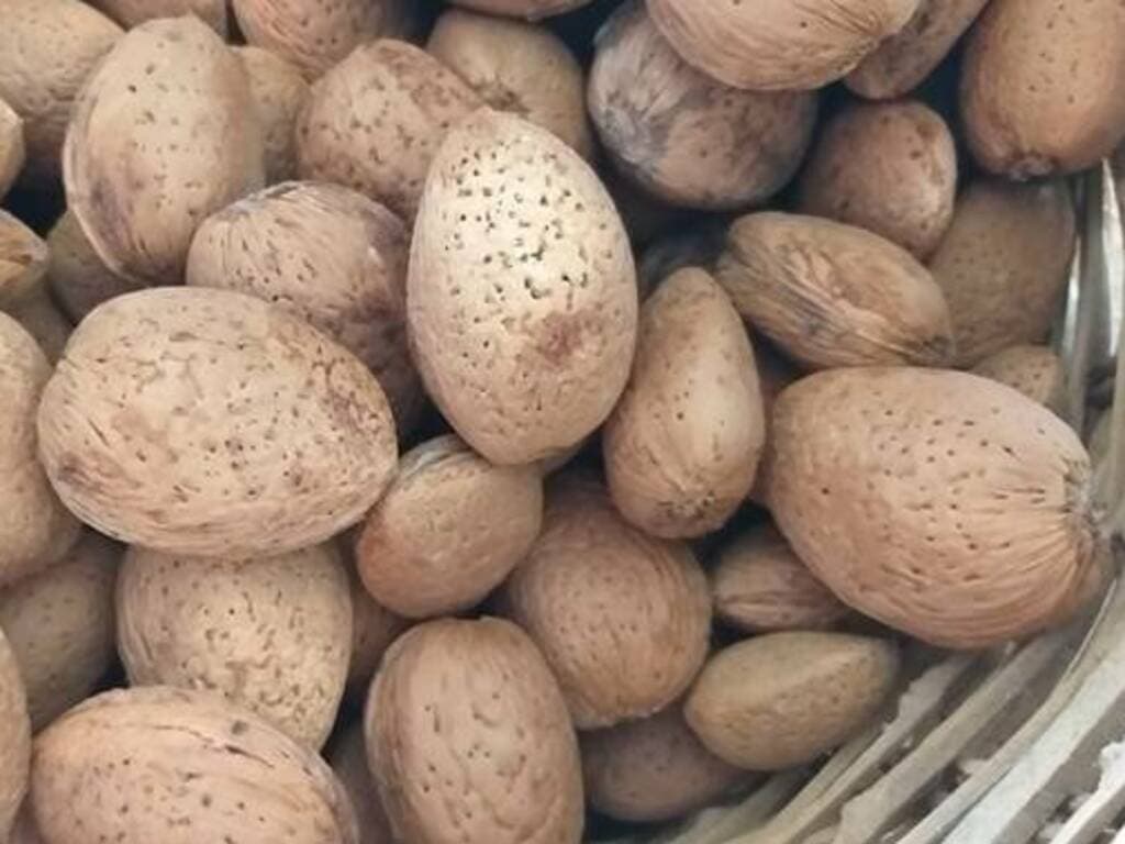 Mandorli e pallone, in Marmilla un fine settimana tra avventura e sport