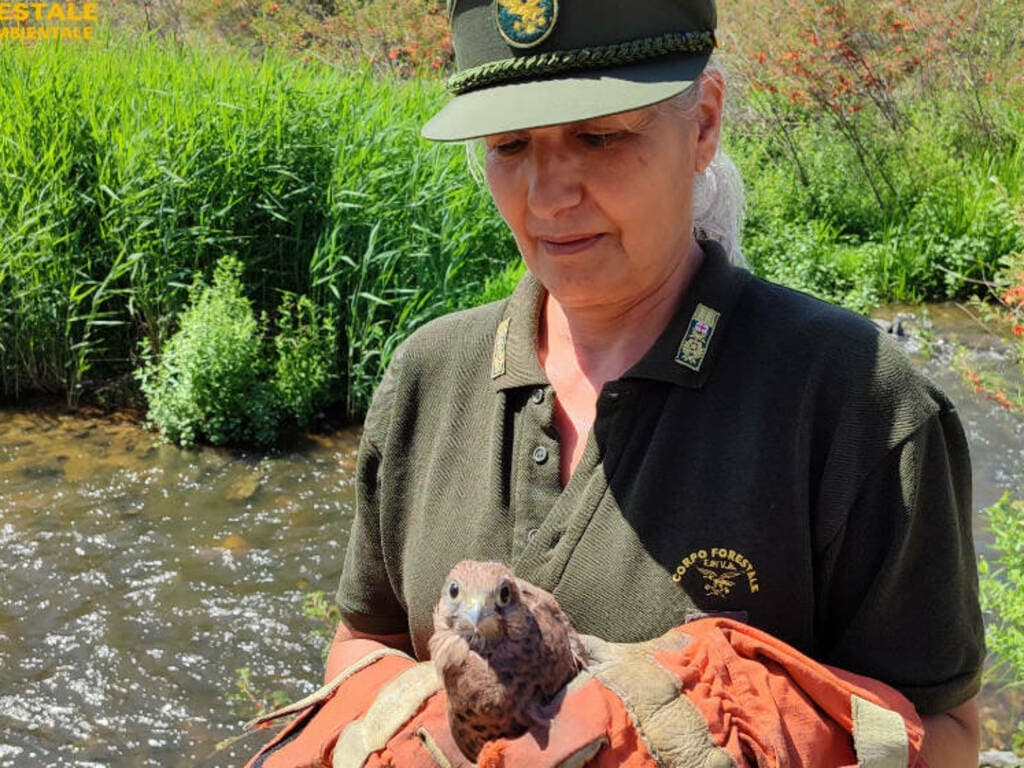 Trovato a terra incapace di volare: gheppio recuperato e affidato alle cure veterinarie