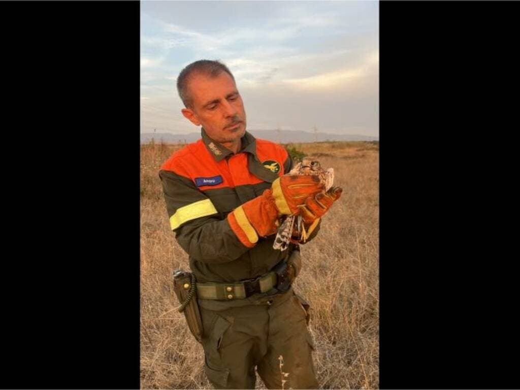 Gheppio ferito nelle campagne salvato dal Corpo forestale