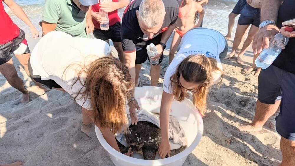 I carabinieri salvano una tartaruga marina, sarà curata nel Centro di recupero di Oristano