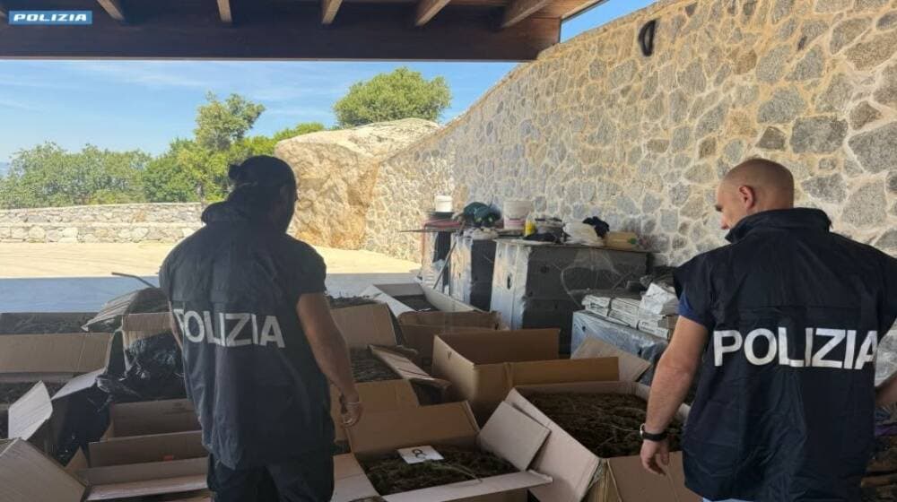 Sequestrati quasi 700 chili di cannabis e due piantagioni: arrestato un trentunenne